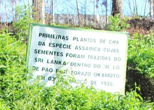  jardim  mudas de Camellia sinensis, registro vale do ribeira