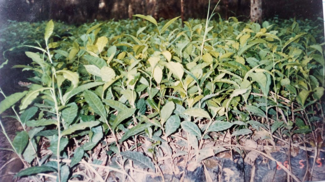 berçário camellia sinensis