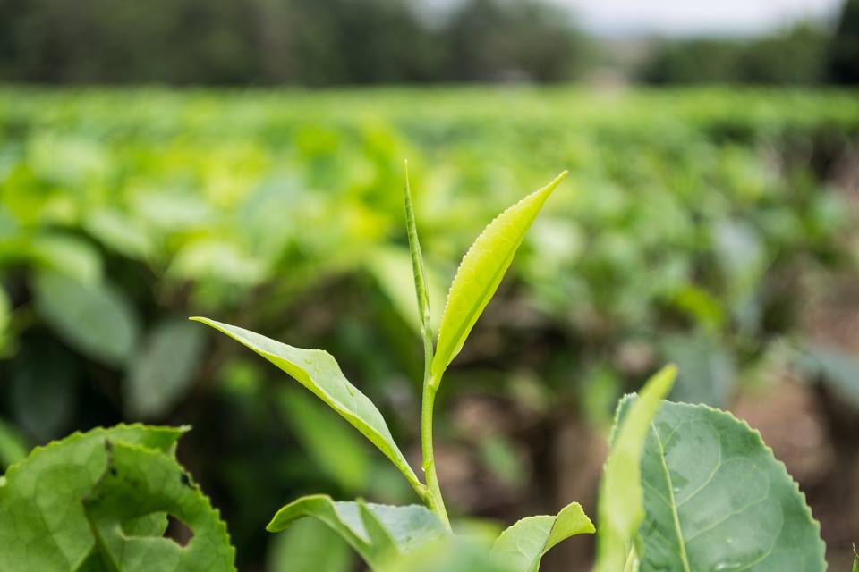 colheita imperial sitio shimada broto e duas folhas camellia sinensis cha