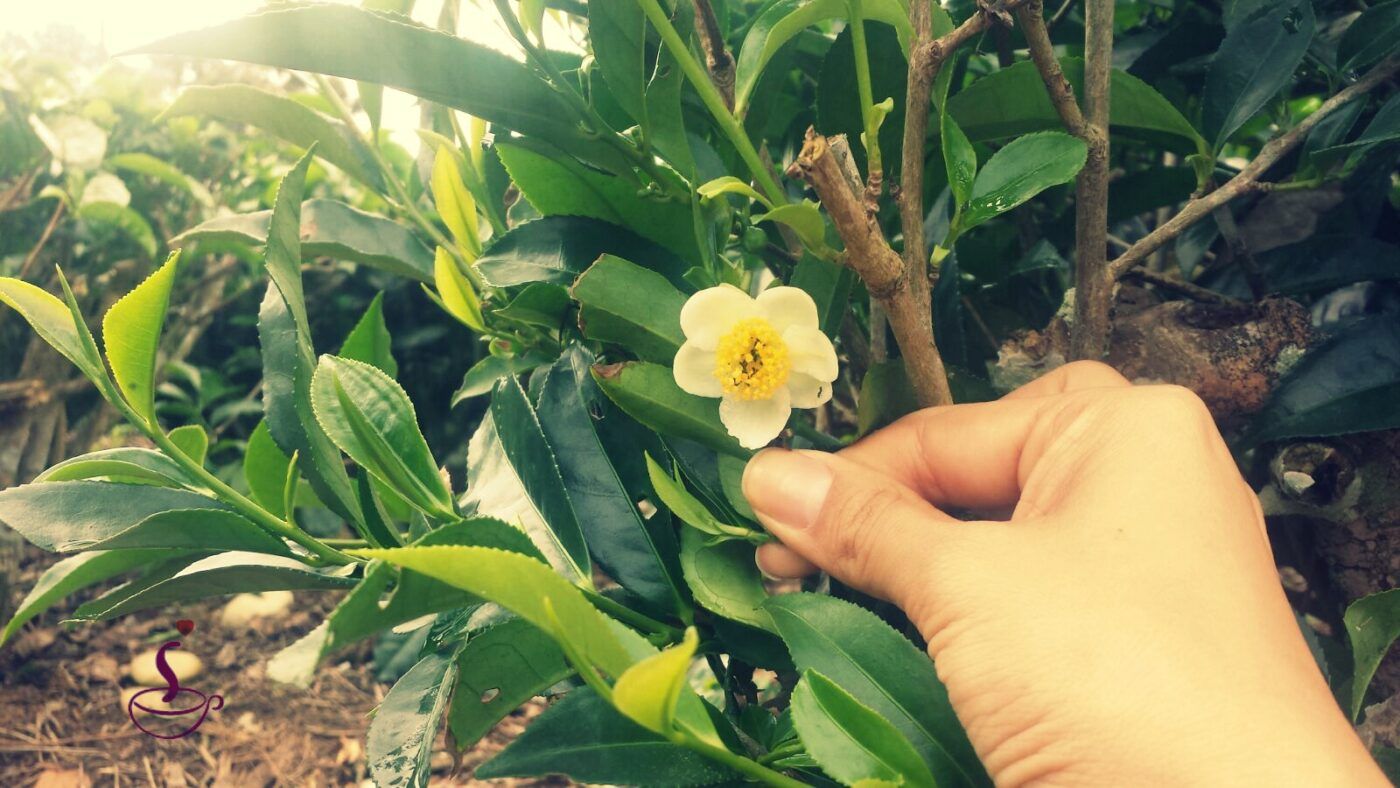  flor de Camellia sinensis