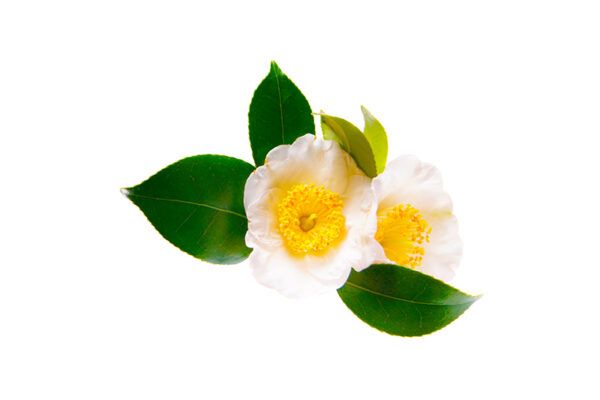 Camellia sinensis a planta do chá